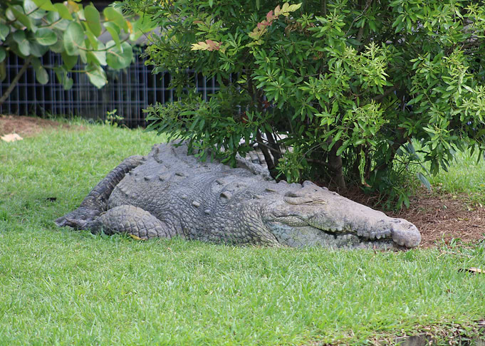 Crocodile Resting in Grass
