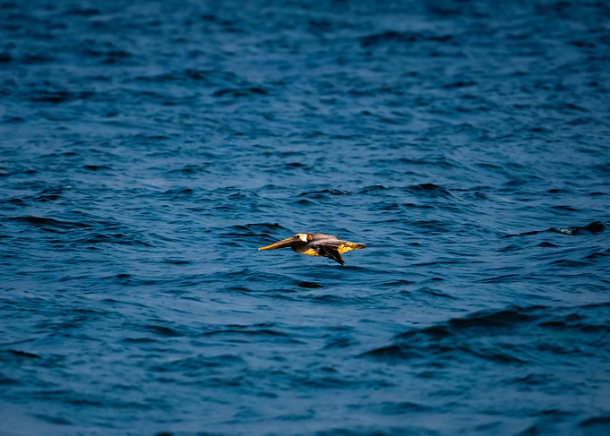 Brown Pelican in Flight