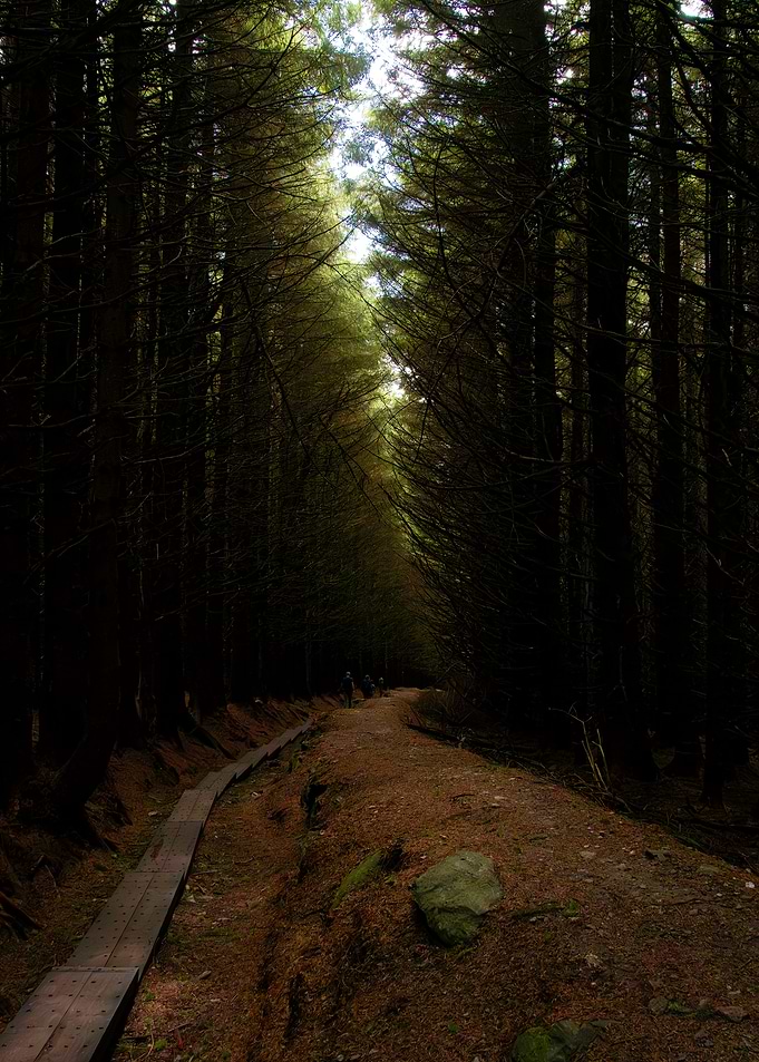 Forest Path