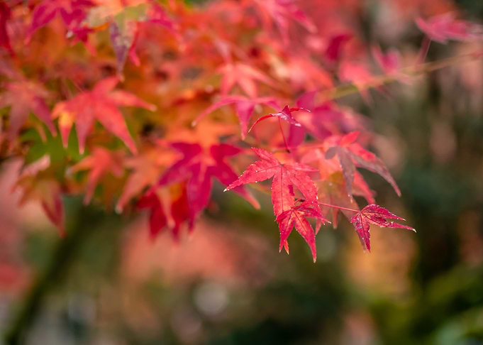 Autumn Maple Leaves