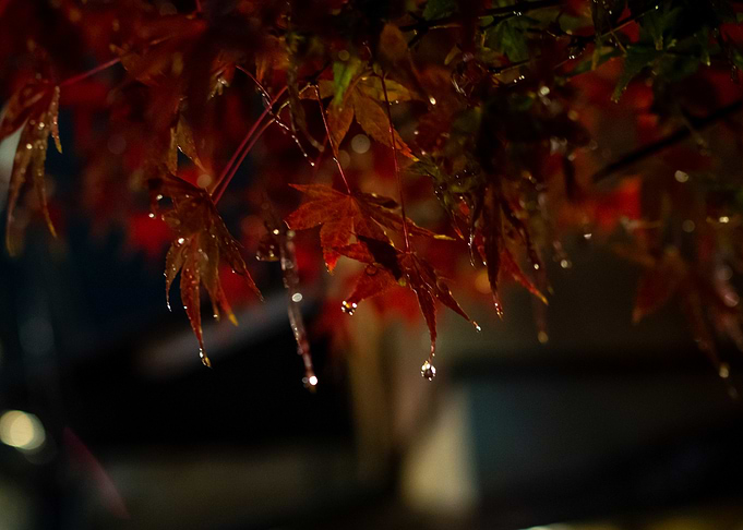 Autumn Leaves in Rain
