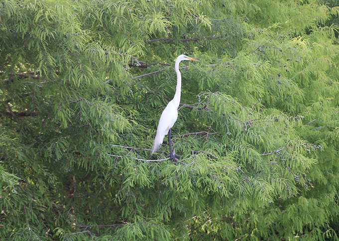 White Egret in Tree