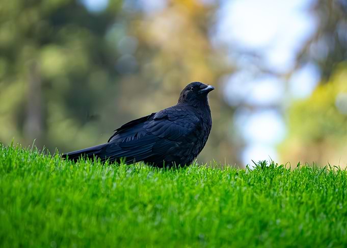 Black Crow on Grass