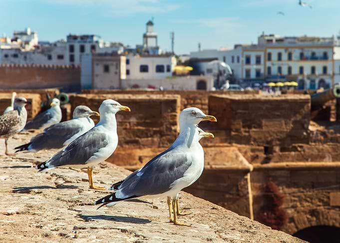 Seagulls on a Wall