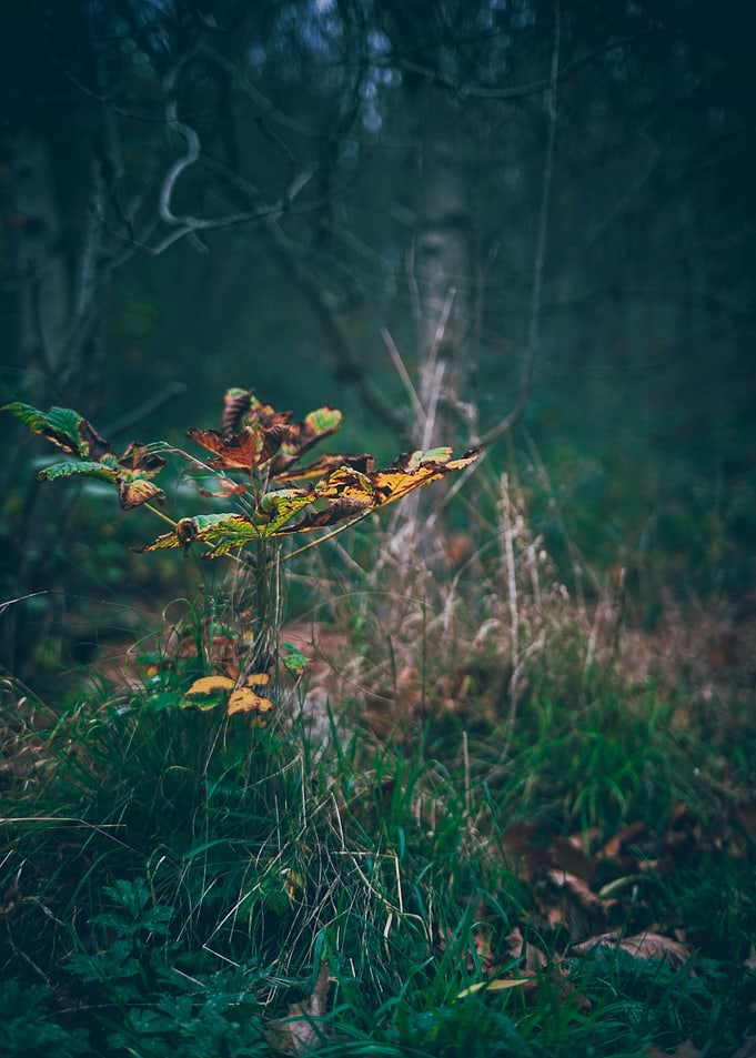 Autumn Leaves in Forest