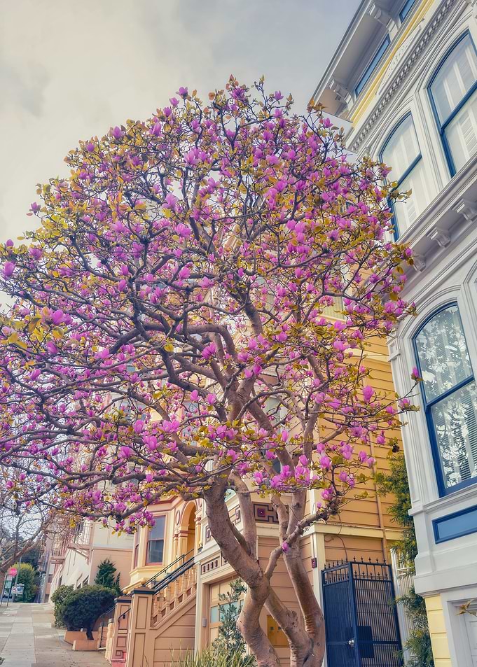 Pink Blossom Tree in City
