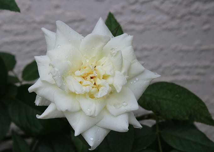 White Rose with Dew Drops