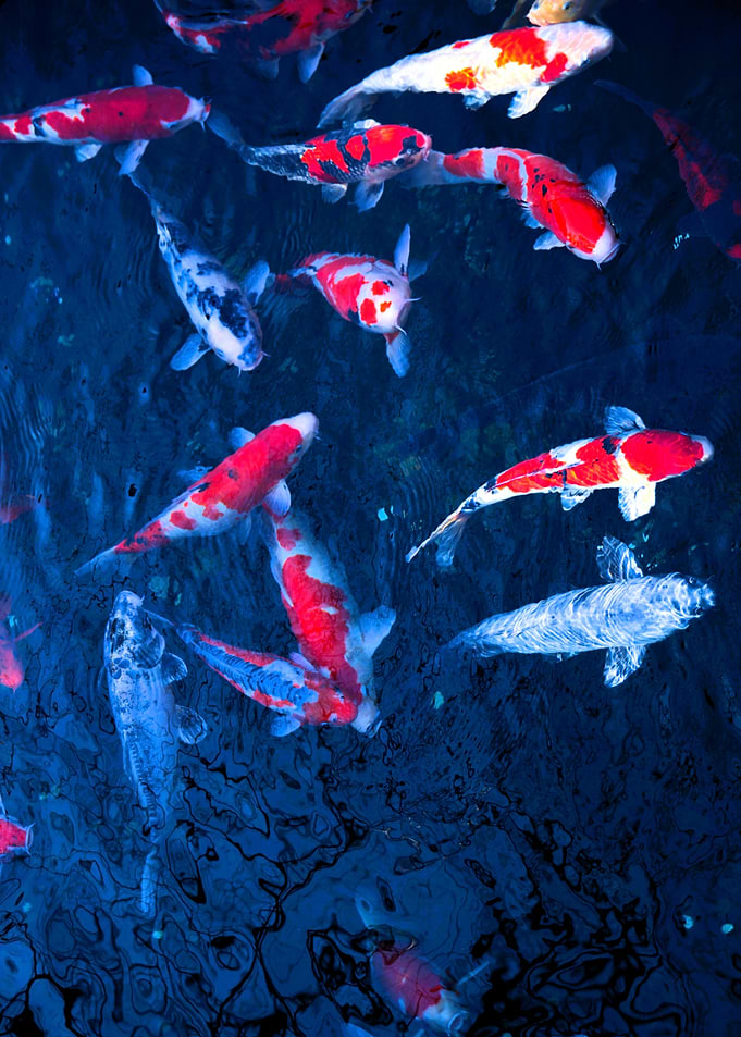 Koi Fish in Pond