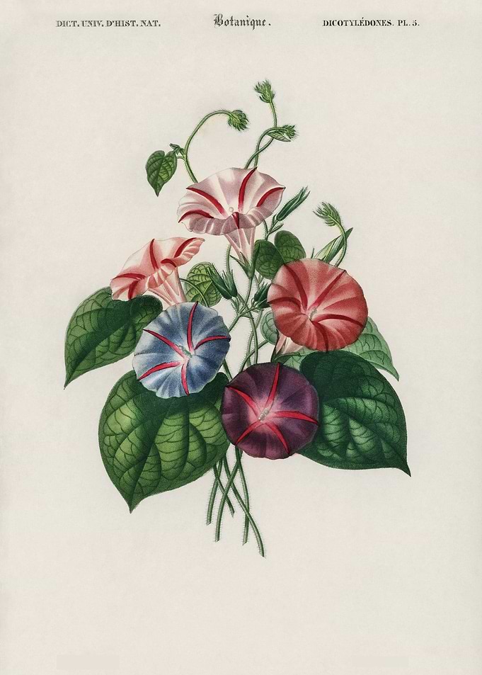 Vintage Floral Illustration
