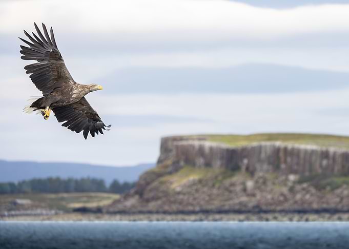 Eagle at Home