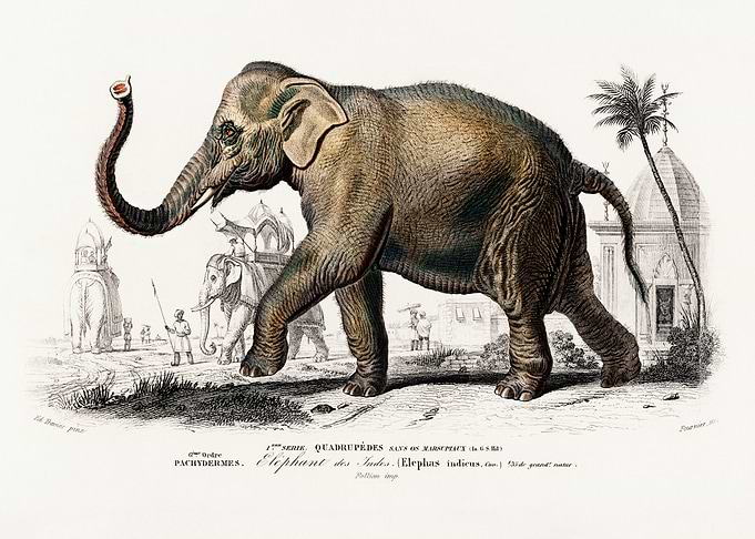 Indian Elephant Illustration