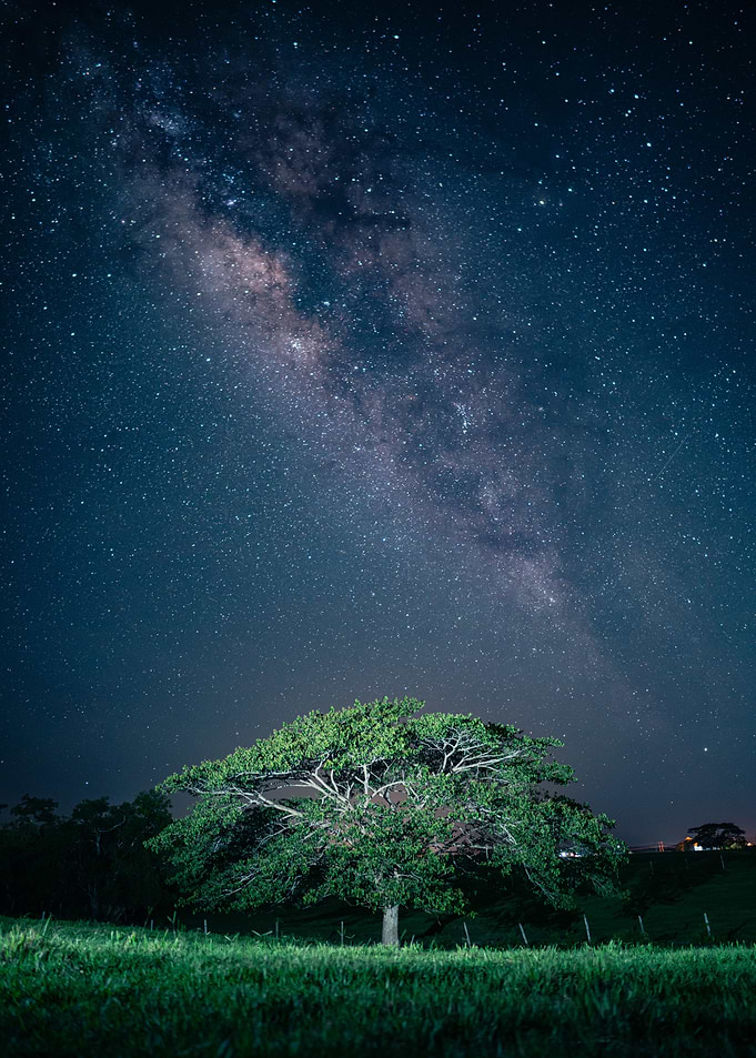 Milky Way Over Tree