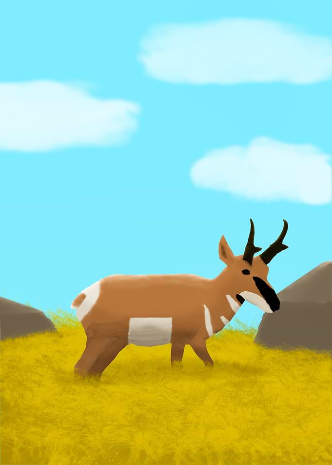 Pronghorn in Grassland