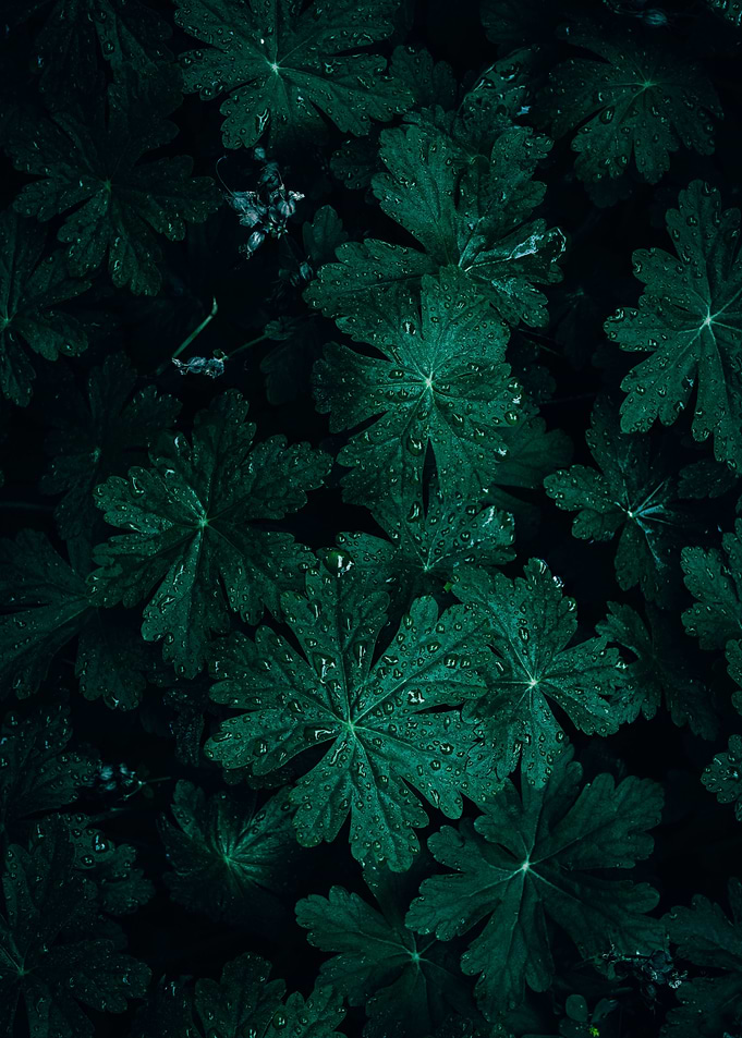 Green Leaves with Dew Drops