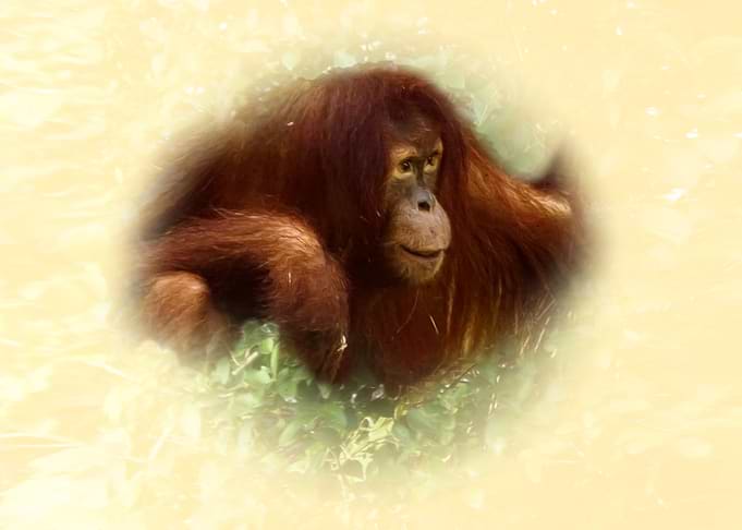 Orangutan Portrait