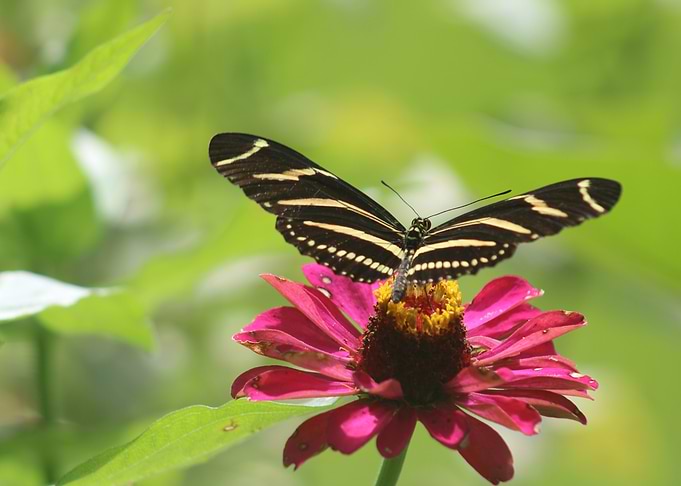 Zebra Longwing Butterfly on Flower