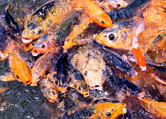 Something Fishy Group Of Koi Carp