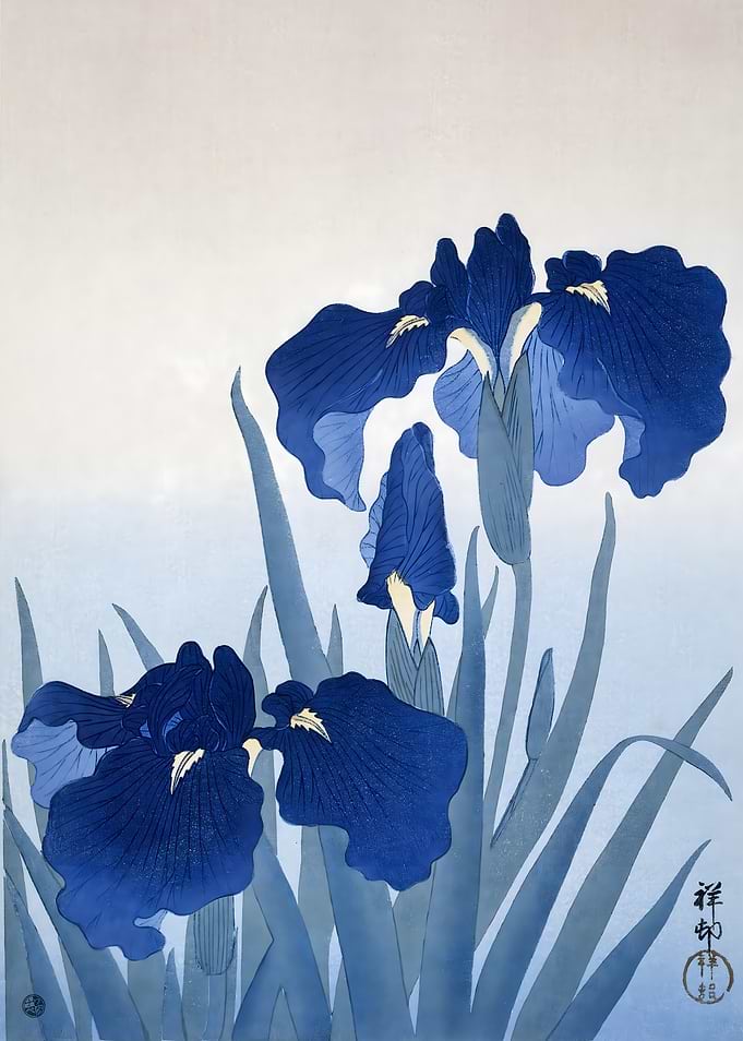 Blue Irises Print