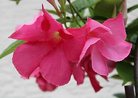 Pink Flowers with Dew Drops