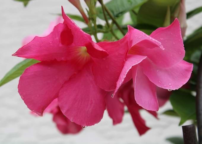 Pink Flowers with Dew Drops