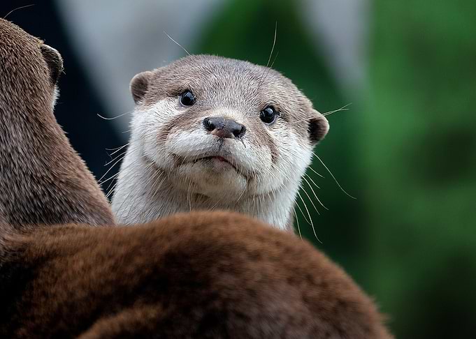Curious Otter Portrait