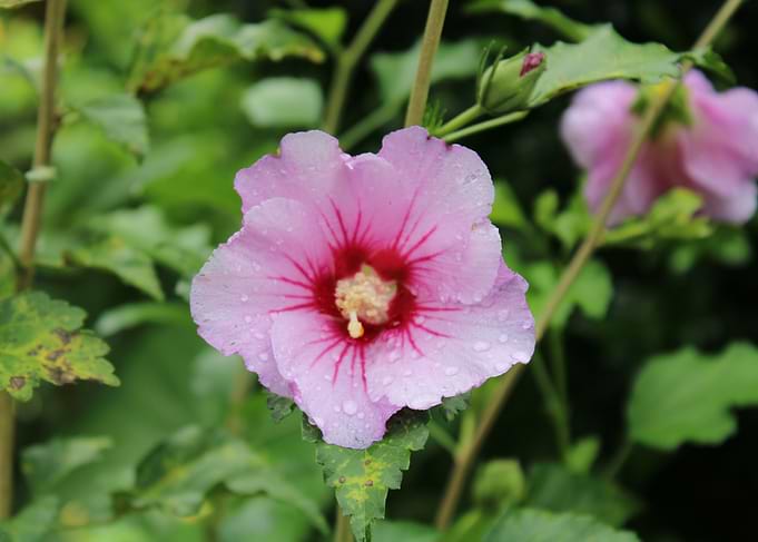 Pink Hibiscus Flower