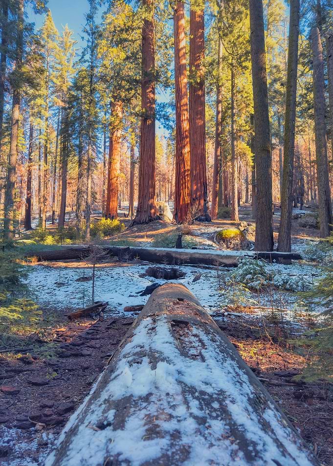 Snowy Forest Path