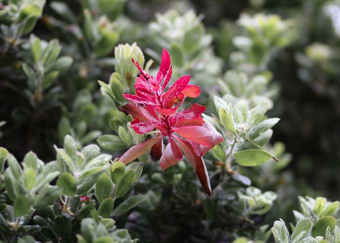 Red Flower in Green Bush