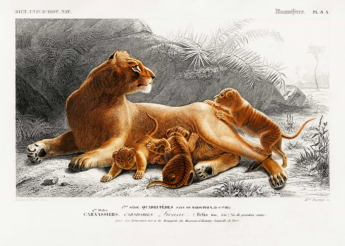 Lioness with Cubs