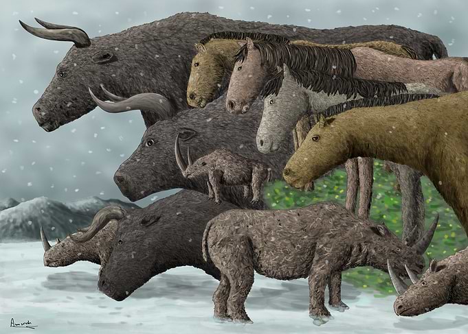 Animals of the Chauvet Cave