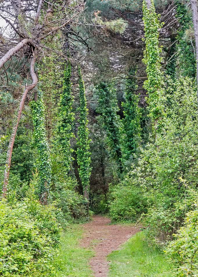 Forest Path