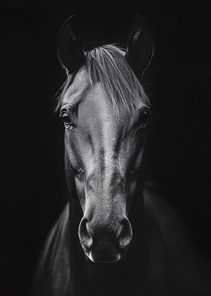 Black Horse Portrait