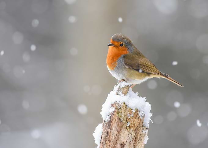 Robin in Winter Snow