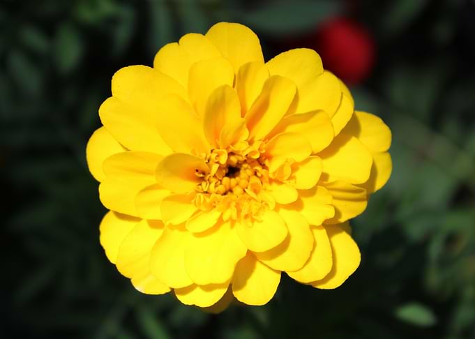 Yellow Zinnia Flower
