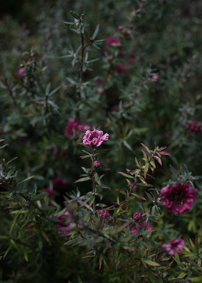 Pink among the green