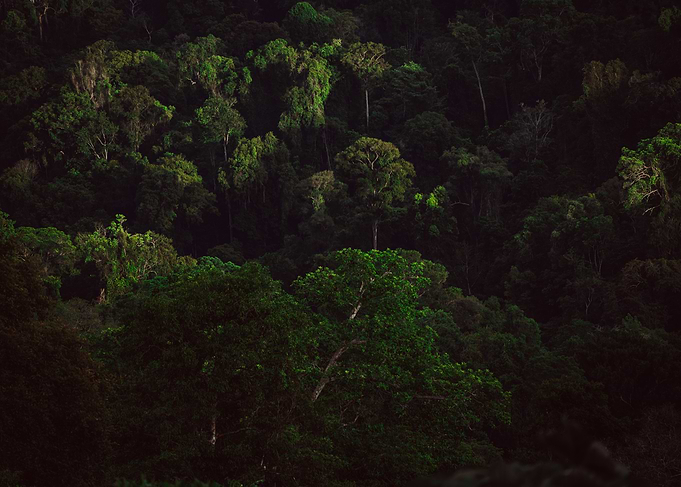 Suriname tropical forest
