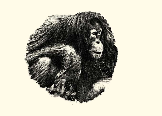 Orangutan Portrait