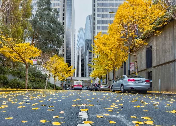Autumn City Street