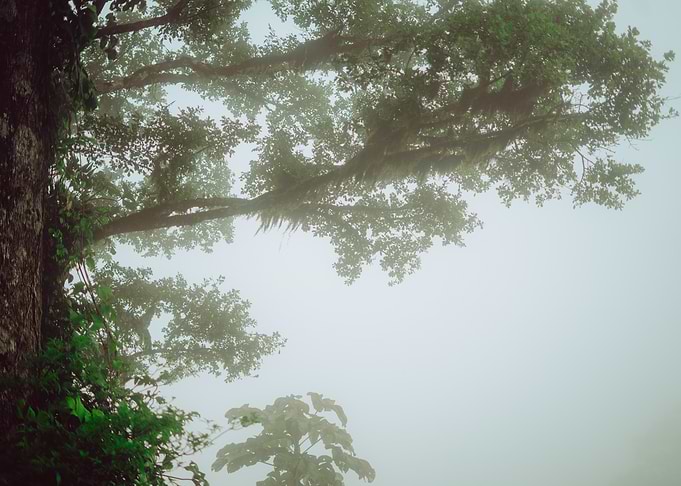 Misty Forest Canopy