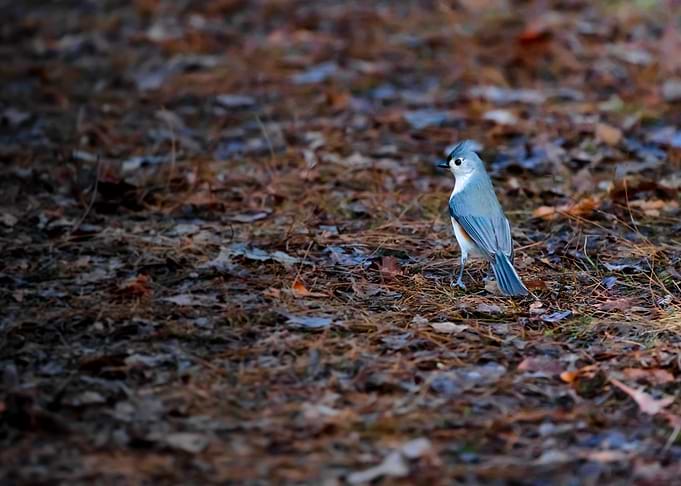 Tufted Titmouse on Forest Floor