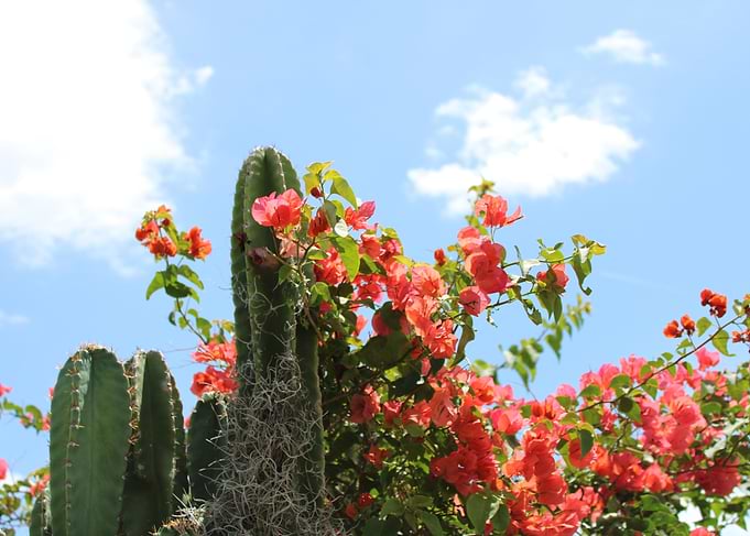 Cactus and Bougainvillea