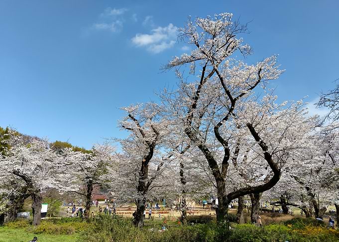 Cherry Blossoms in Chofu