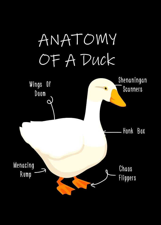 Anatomy of a Duck