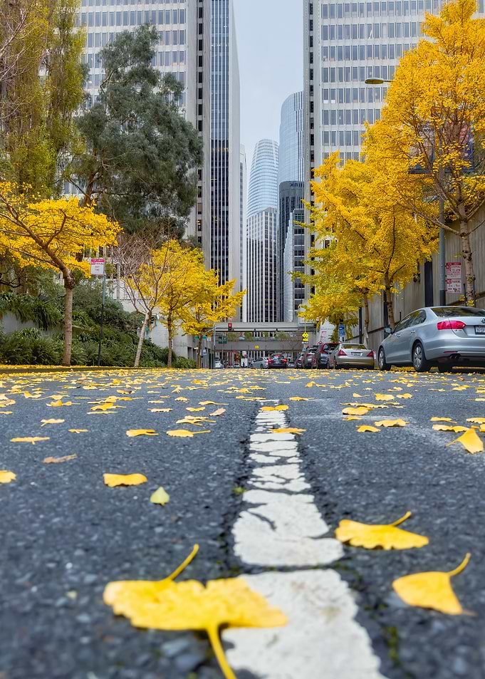 Autumn in the City