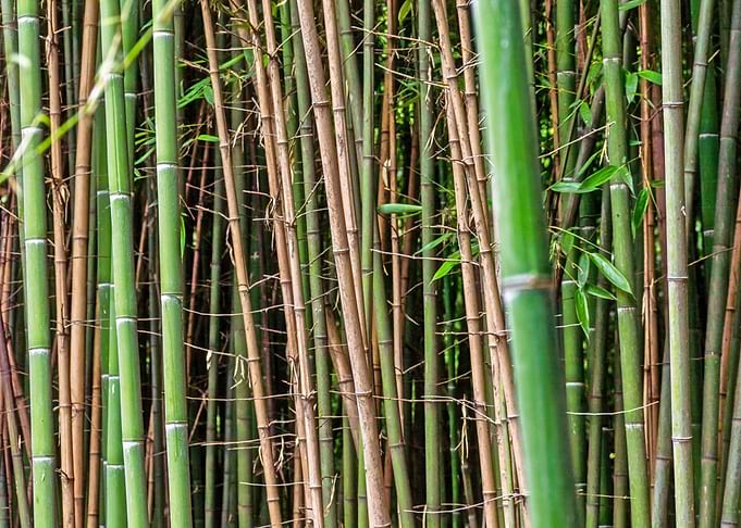Bamboo Forest
