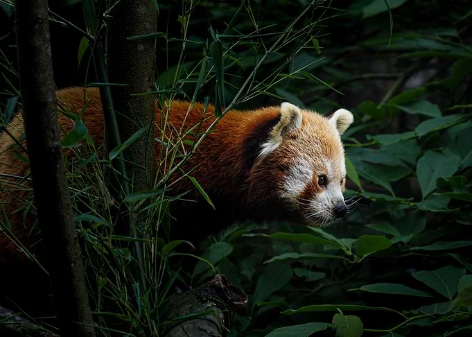 Red Panda in Lush Foliage