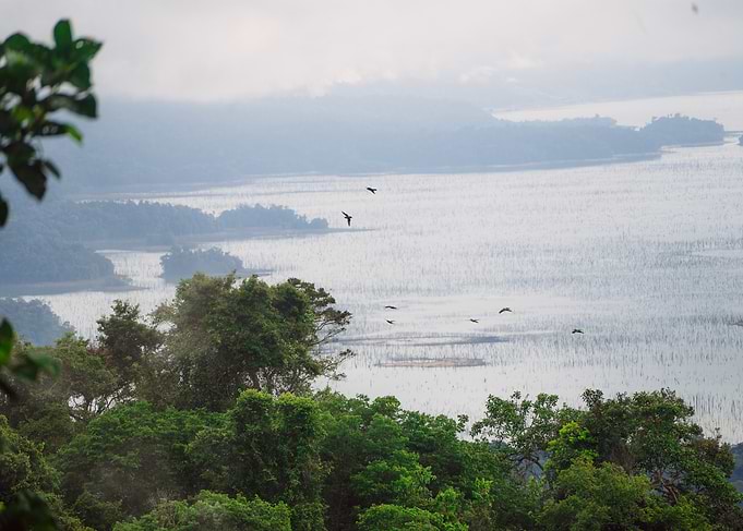 Birds Over Lake