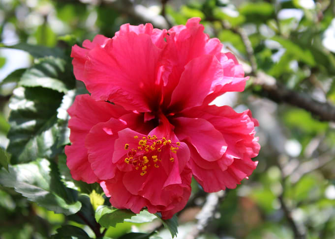 Pink Hibiscus Flower