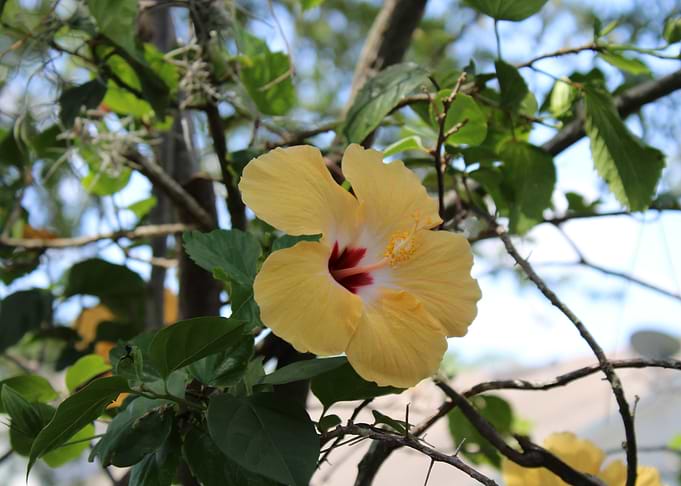 Yellow Hibiscus Flower