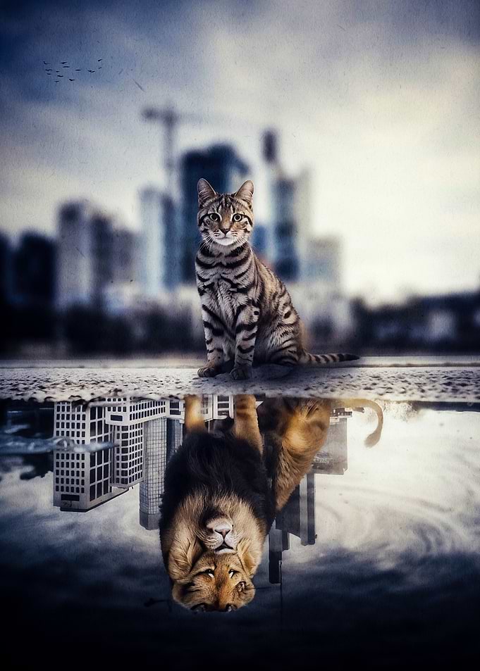 Cat and Lion Reflection